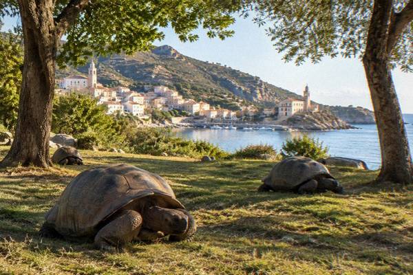 Large tortoises resting in the shade among shrubs and stones at a turtle park